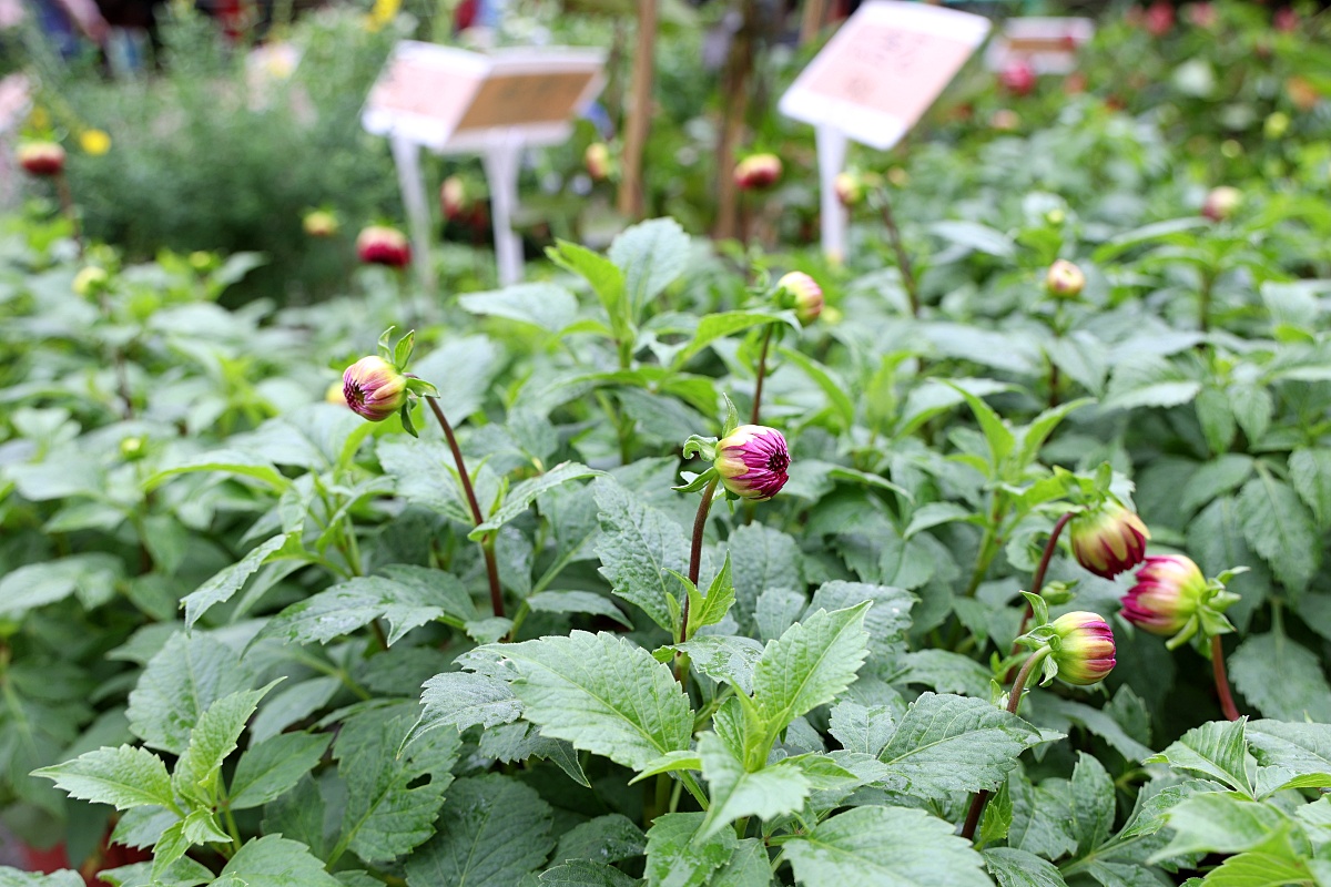 八角農園 | 台中市最好買花市沒有之一，小品盆栽5盆100元