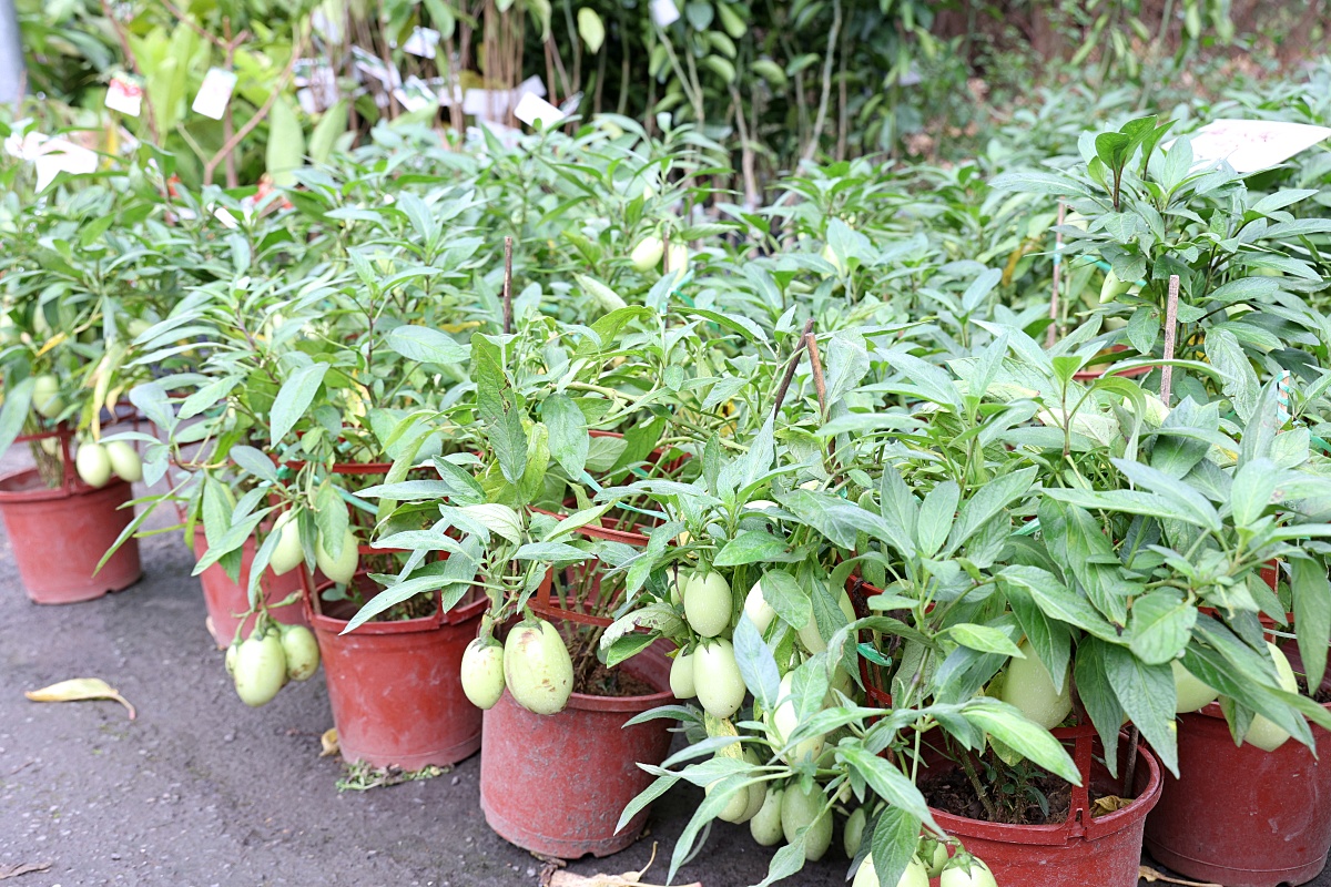 八角農園 | 台中市最好買花市沒有之一，小品盆栽5盆100元