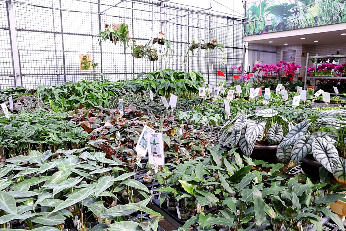 田尾公路花園必逛花店！美琪蘭園有滿滿觀葉植物，雨林植物、空氣鳳梨、鹿角蕨，逛到出不來！