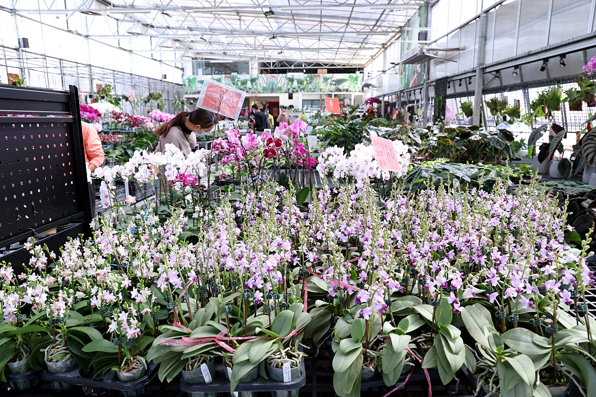 田尾公路花園必逛花店！美琪蘭園有滿滿觀葉植物，雨林植物、空氣鳳梨、鹿角蕨，逛到出不來！