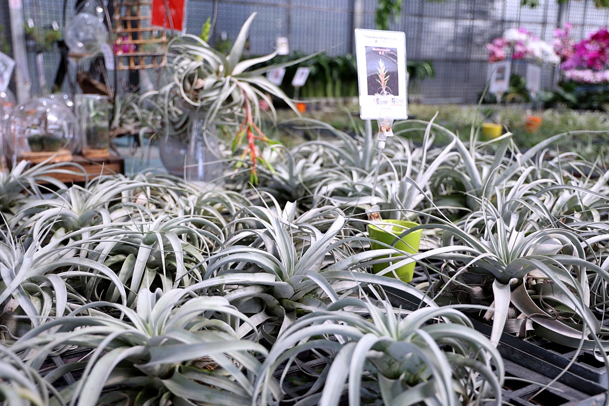 田尾公路花園必逛花店！美琪蘭園有滿滿觀葉植物，雨林植物、空氣鳳梨、鹿角蕨，逛到出不來！