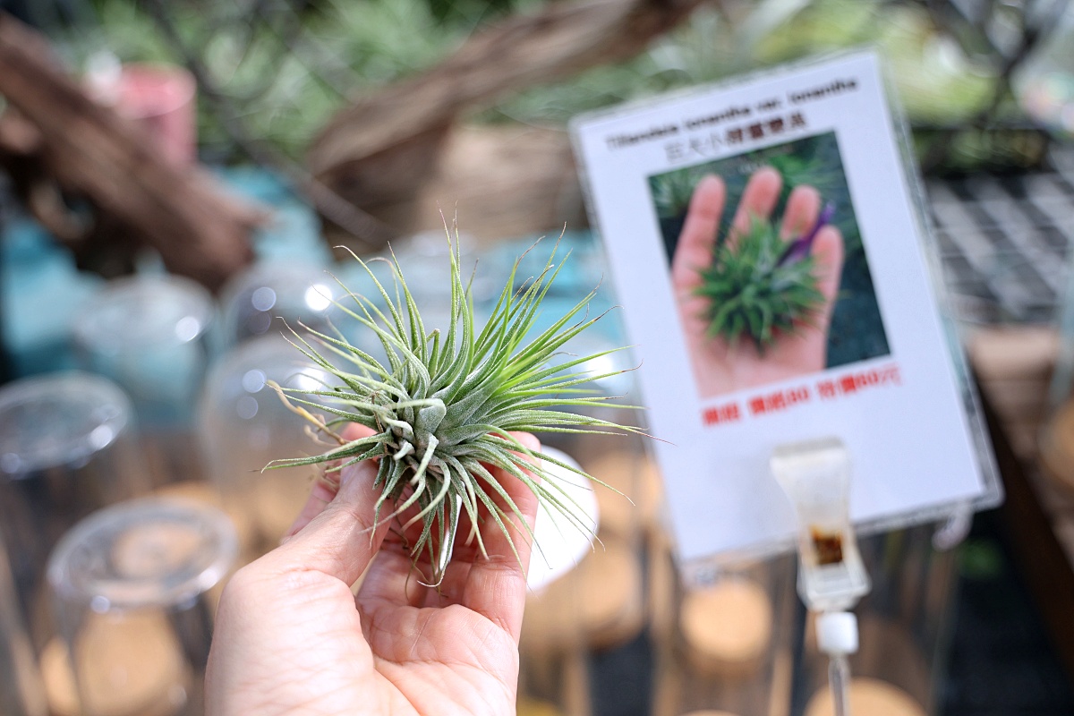 田尾公路花園必逛花店！美琪蘭園有滿滿觀葉植物，雨林植物、空氣鳳梨、鹿角蕨，逛到出不來！