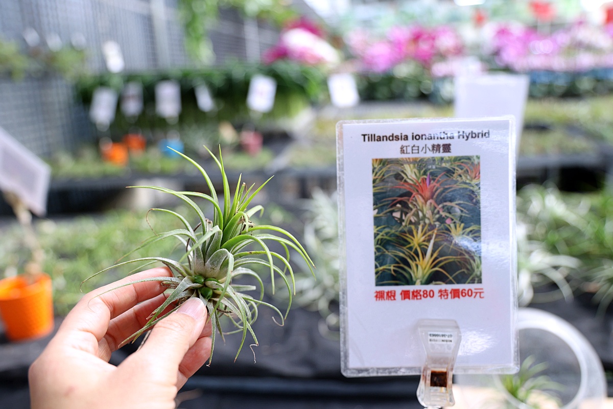 田尾公路花園必逛花店！美琪蘭園有滿滿觀葉植物，雨林植物、空氣鳳梨、鹿角蕨，逛到出不來！