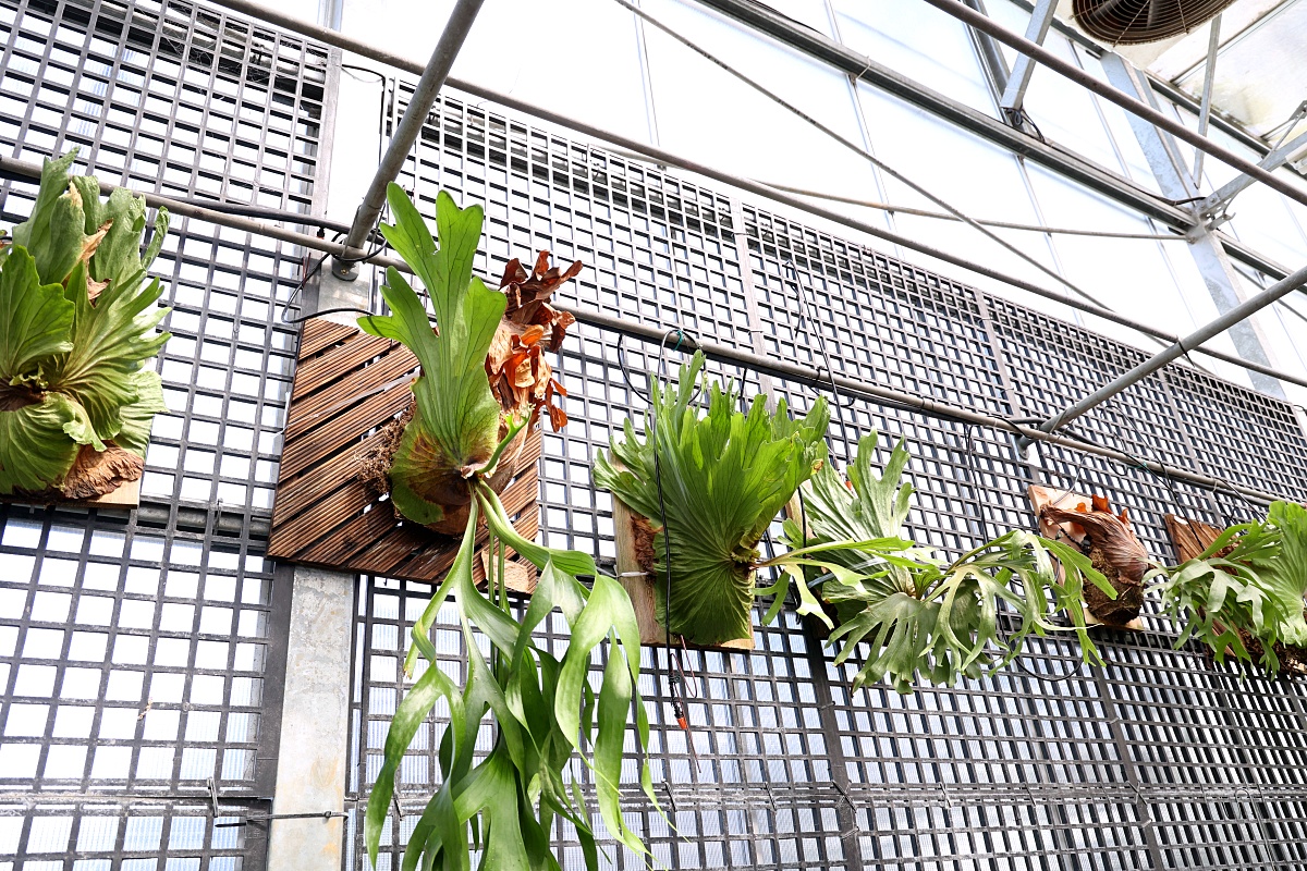 田尾公路花園必逛花店！美琪蘭園有滿滿觀葉植物，雨林植物、空氣鳳梨、鹿角蕨，逛到出不來！