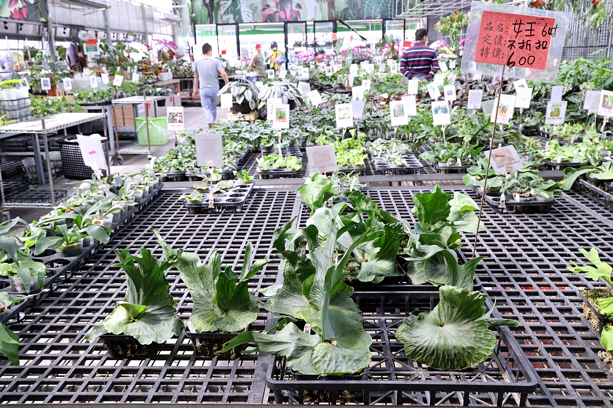 田尾公路花園必逛花店！美琪蘭園有滿滿觀葉植物，雨林植物、空氣鳳梨、鹿角蕨，逛到出不來！