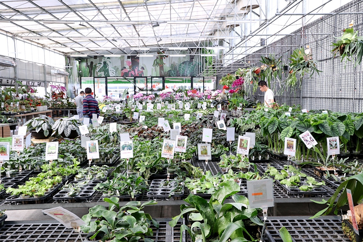 田尾公路花園必逛花店！美琪蘭園有滿滿觀葉植物，雨林植物、空氣鳳梨、鹿角蕨，逛到出不來！