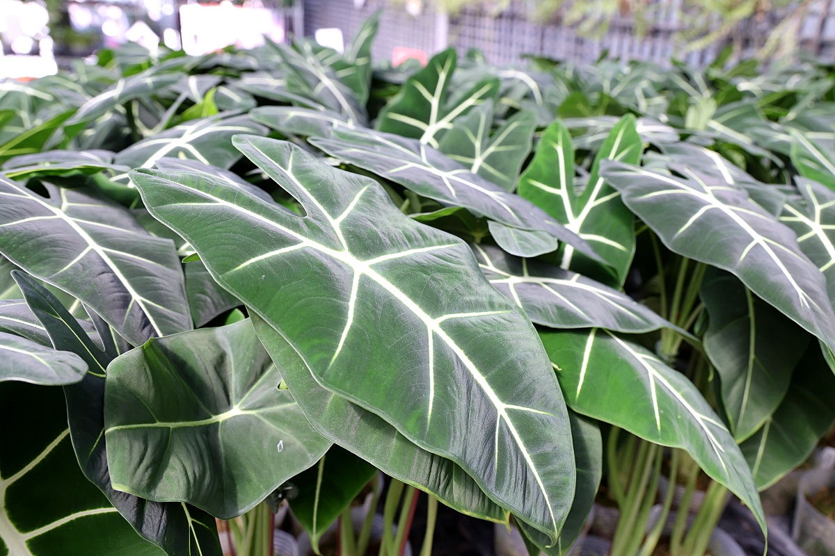 田尾公路花園必逛花店！美琪蘭園有滿滿觀葉植物，雨林植物、空氣鳳梨、鹿角蕨，逛到出不來！