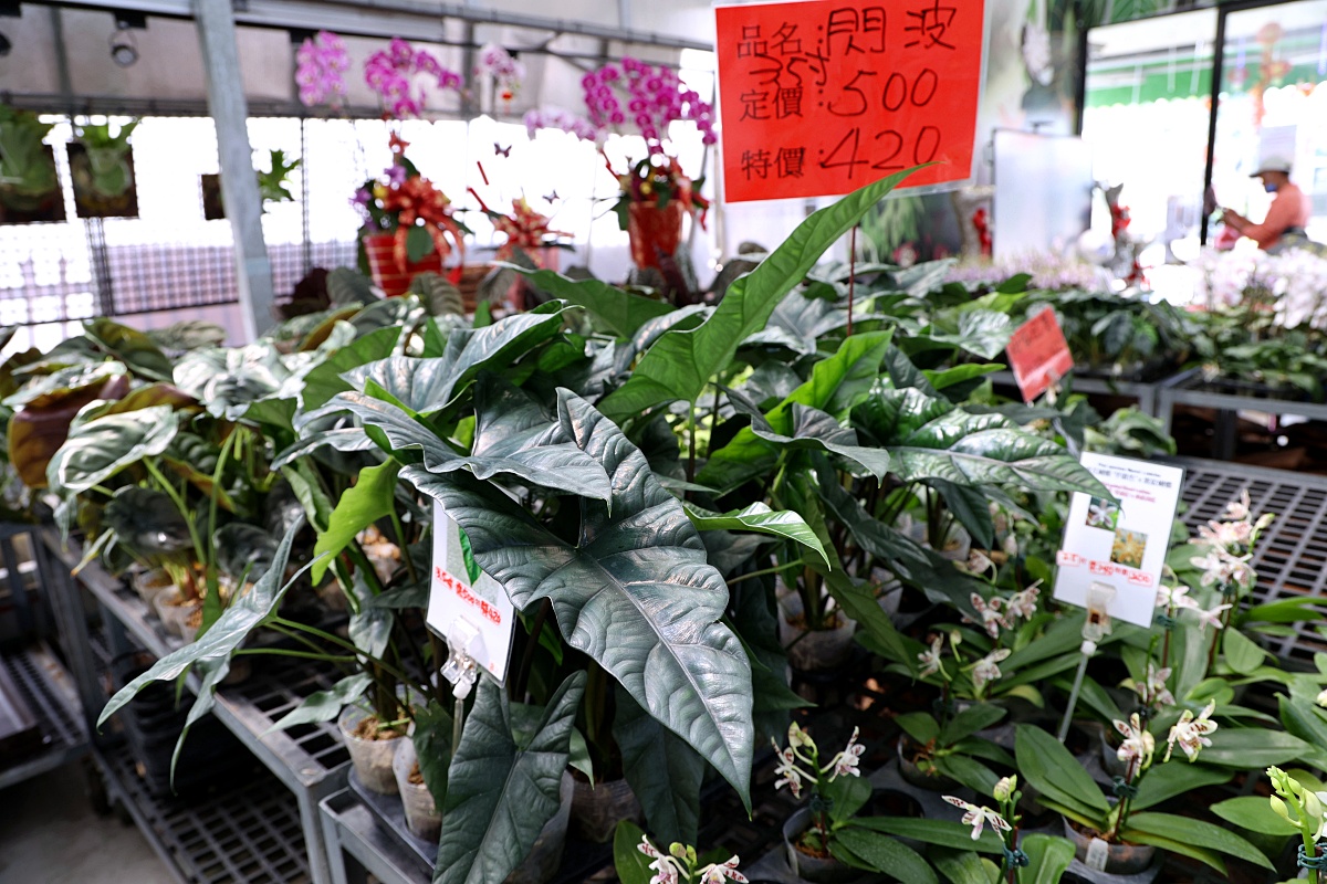 田尾公路花園必逛花店！美琪蘭園有滿滿觀葉植物，雨林植物、空氣鳳梨、鹿角蕨，逛到出不來！