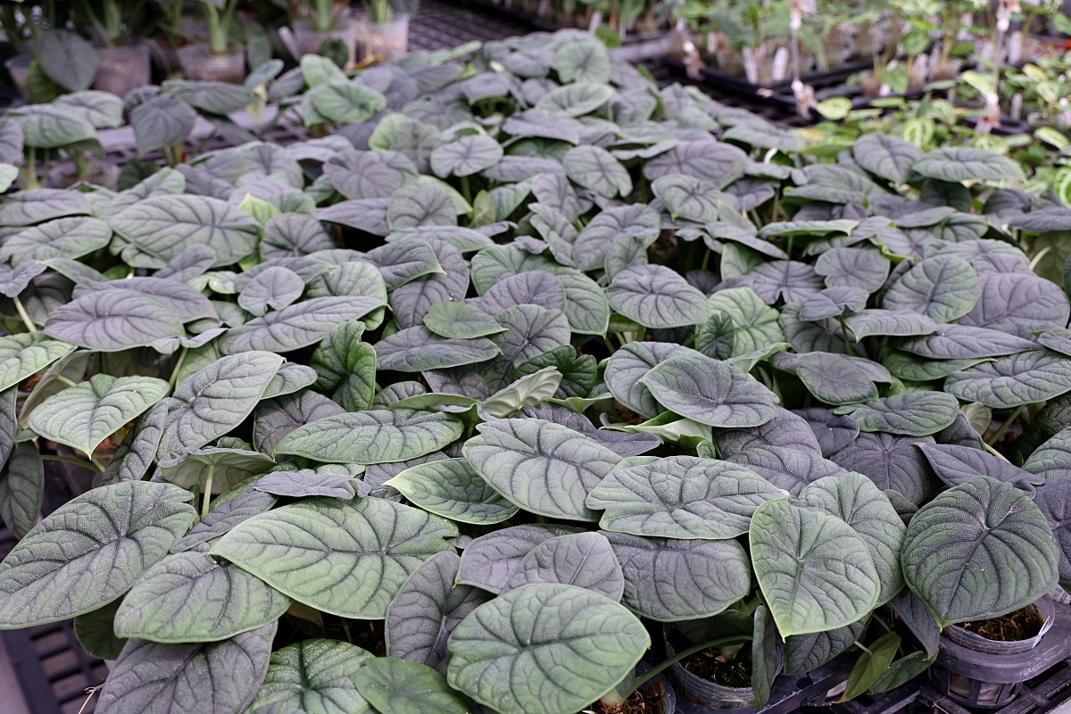 田尾公路花園必逛花店！美琪蘭園有滿滿觀葉植物，雨林植物、空氣鳳梨、鹿角蕨，逛到出不來！