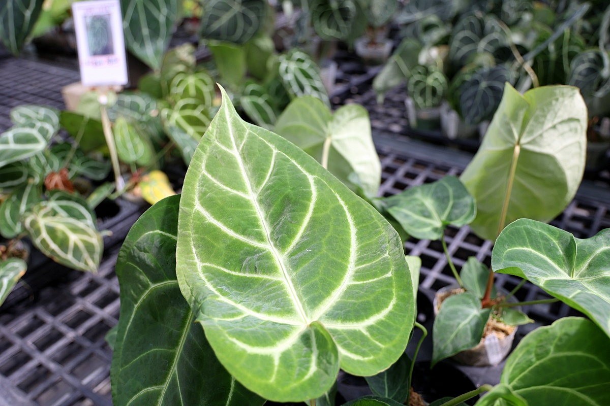 田尾公路花園必逛花店！美琪蘭園有滿滿觀葉植物，雨林植物、空氣鳳梨、鹿角蕨，逛到出不來！