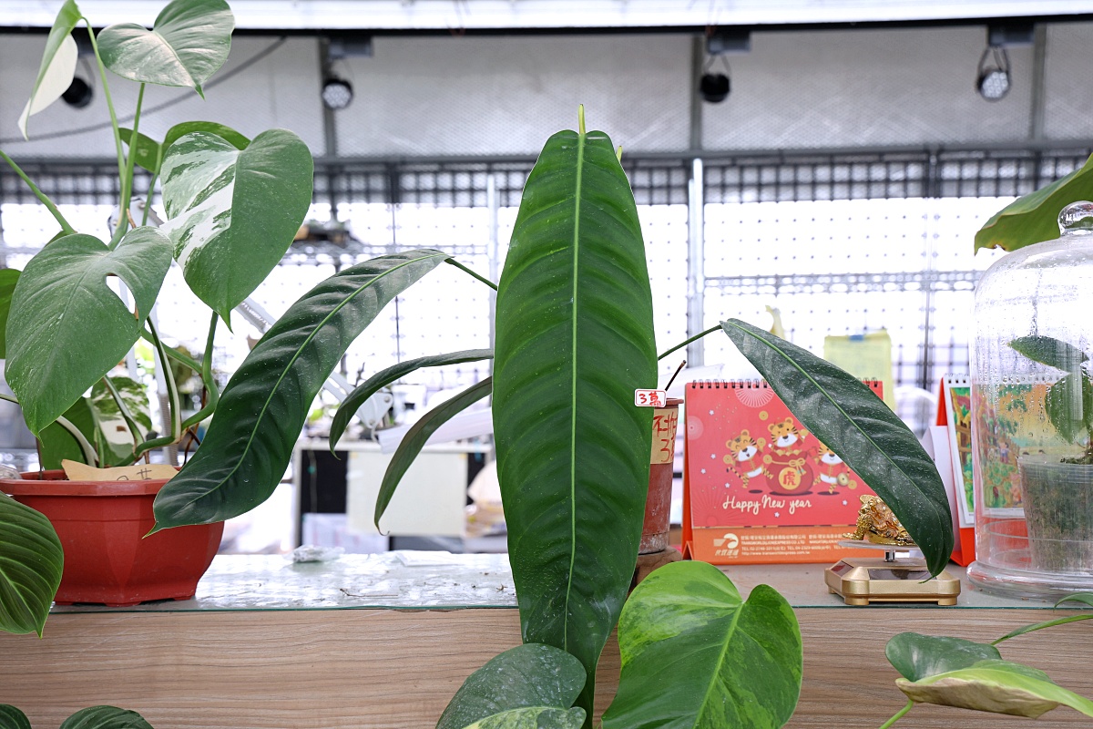 田尾公路花園必逛花店！美琪蘭園有滿滿觀葉植物，雨林植物、空氣鳳梨、鹿角蕨，逛到出不來！