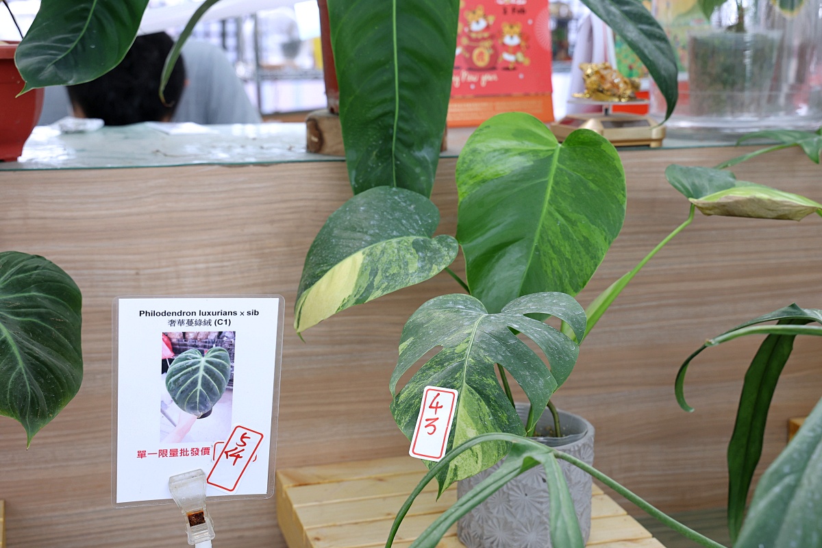 田尾公路花園必逛花店！美琪蘭園有滿滿觀葉植物，雨林植物、空氣鳳梨、鹿角蕨，逛到出不來！