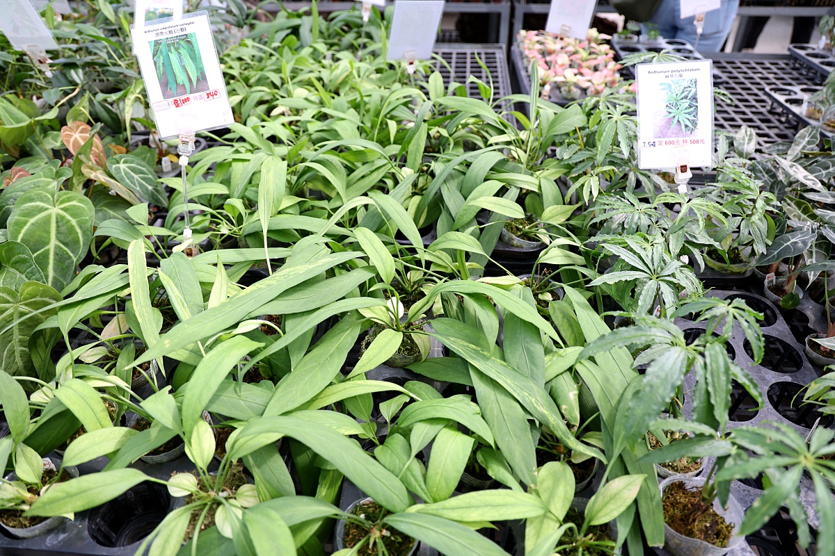 田尾公路花園必逛花店！美琪蘭園有滿滿觀葉植物，雨林植物、空氣鳳梨、鹿角蕨，逛到出不來！