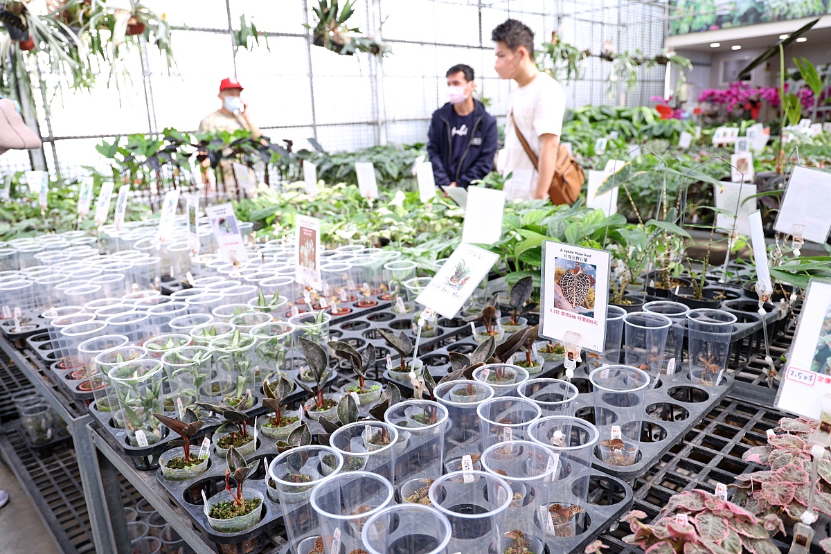 田尾公路花園必逛花店！美琪蘭園有滿滿觀葉植物，雨林植物、空氣鳳梨、鹿角蕨，逛到出不來！