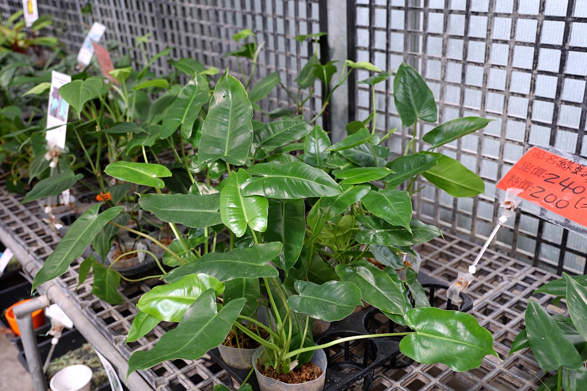 田尾公路花園必逛花店！美琪蘭園有滿滿觀葉植物，雨林植物、空氣鳳梨、鹿角蕨，逛到出不來！