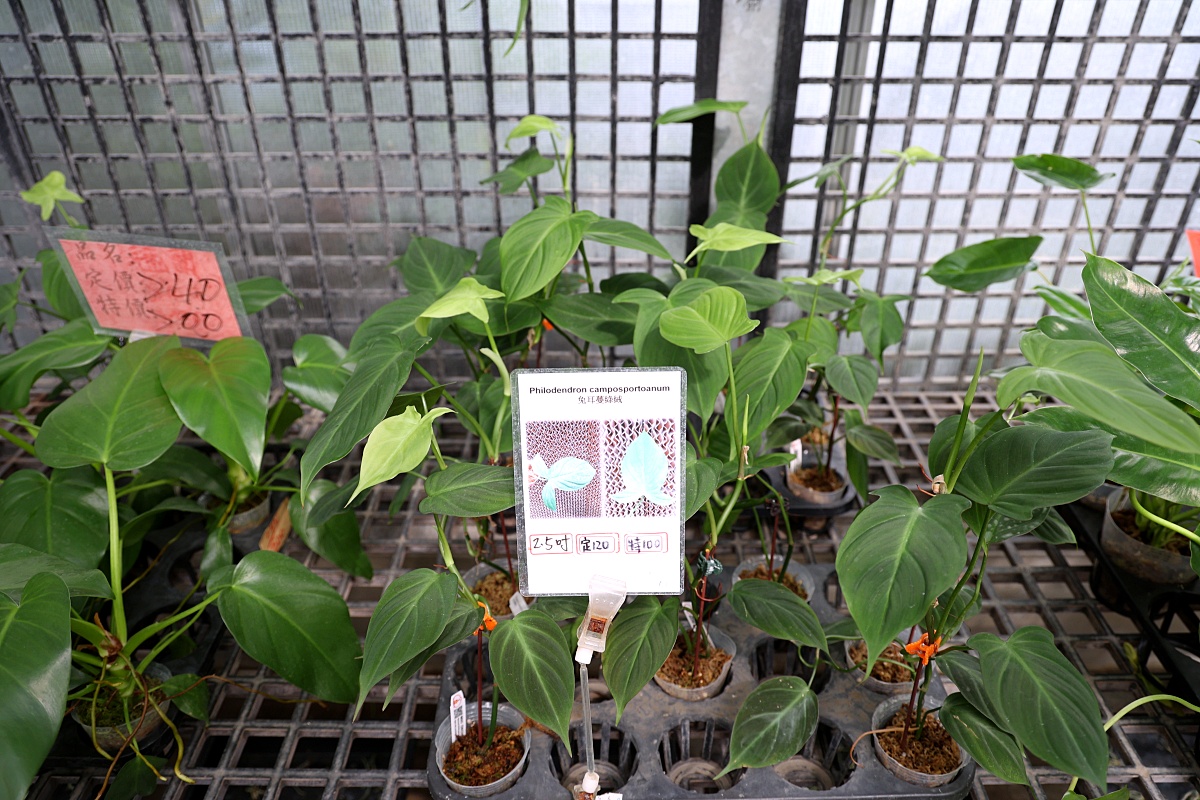 田尾公路花園必逛花店！美琪蘭園有滿滿觀葉植物，雨林植物、空氣鳳梨、鹿角蕨，逛到出不來！