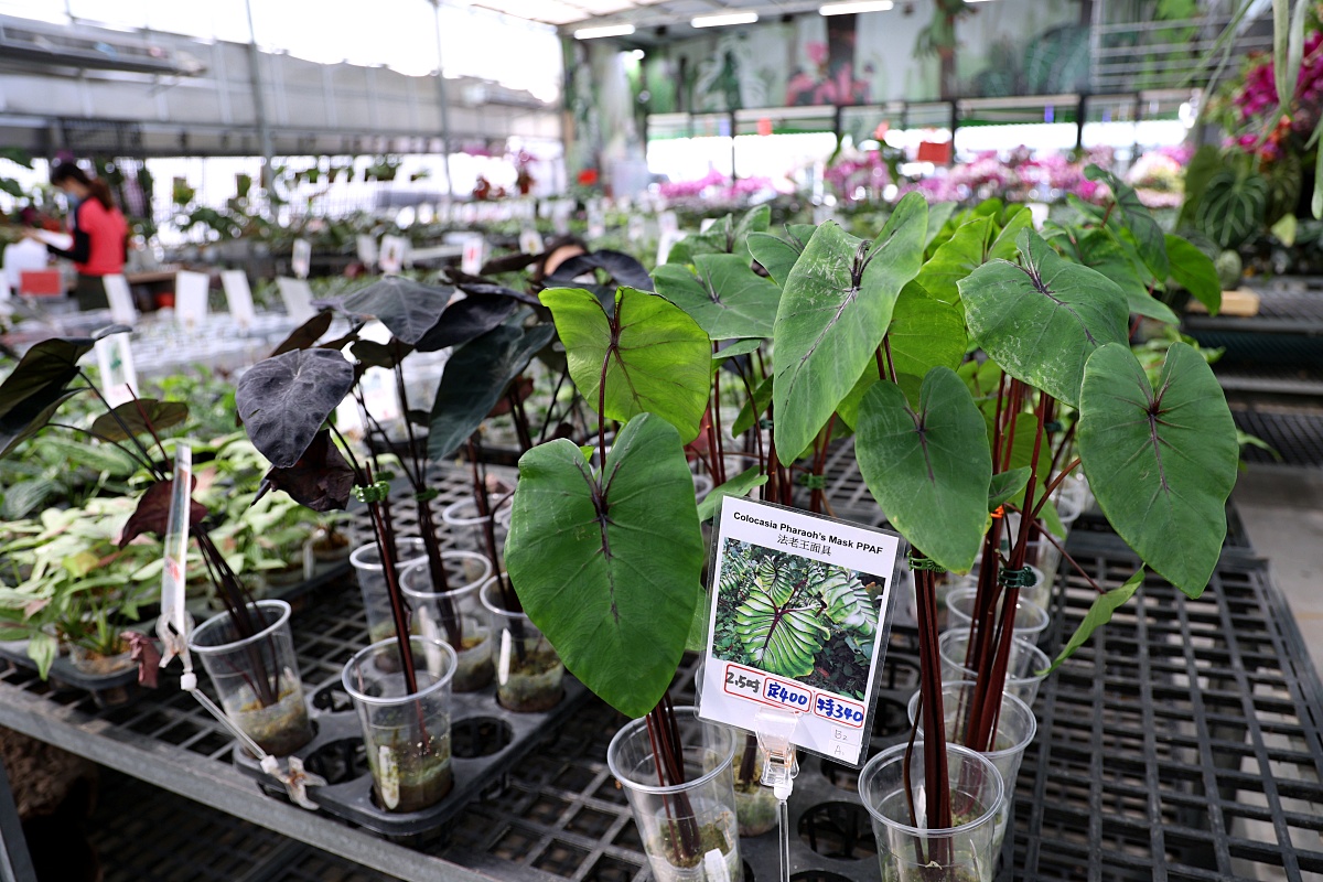 田尾公路花園必逛花店！美琪蘭園有滿滿觀葉植物，雨林植物、空氣鳳梨、鹿角蕨，逛到出不來！