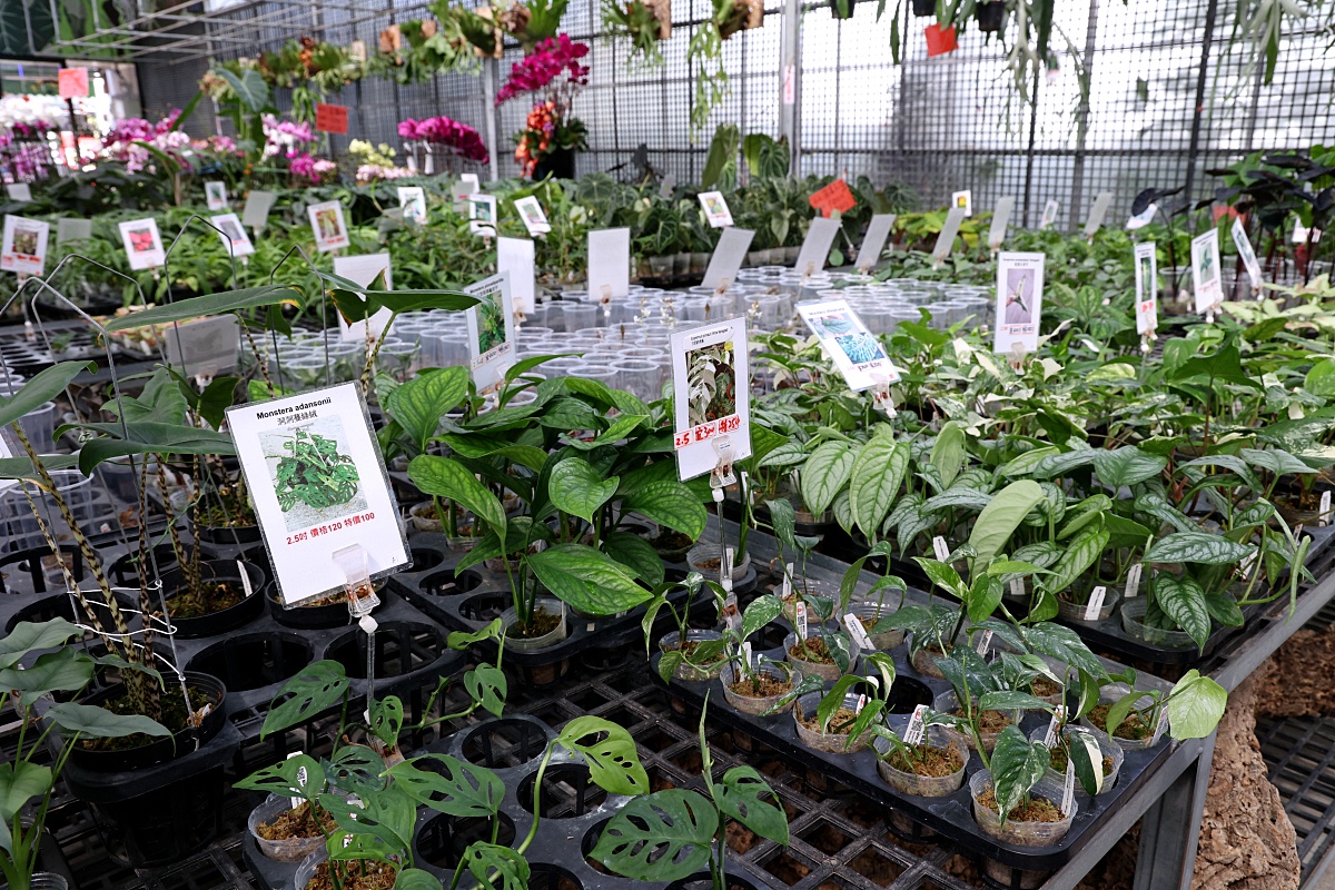 田尾公路花園必逛花店！美琪蘭園有滿滿觀葉植物，雨林植物、空氣鳳梨、鹿角蕨，逛到出不來！