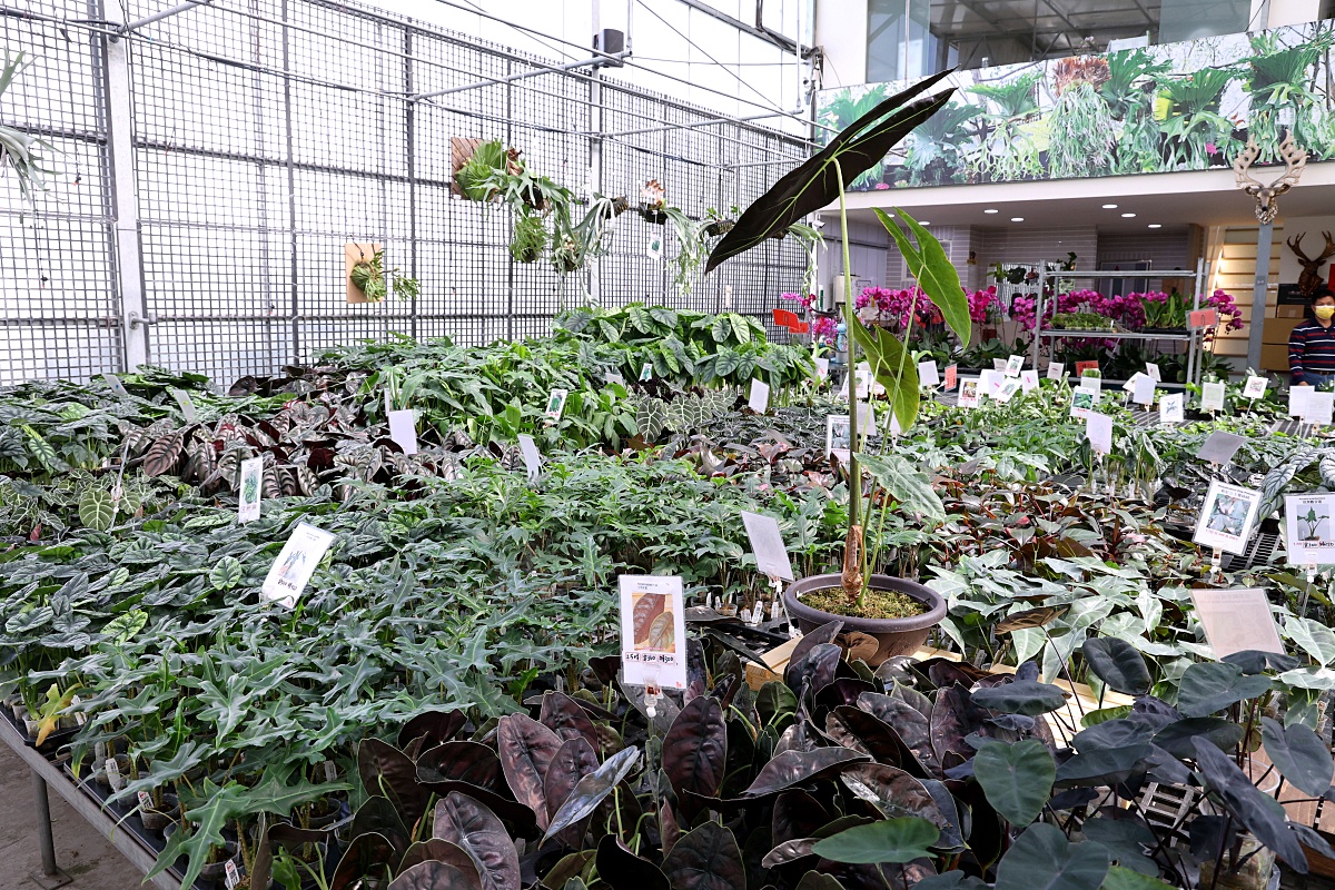 田尾公路花園必逛花店！美琪蘭園有滿滿觀葉植物，雨林植物、空氣鳳梨、鹿角蕨，逛到出不來！