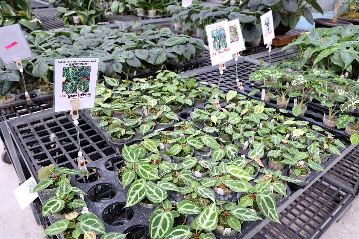 田尾公路花園必逛花店！美琪蘭園有滿滿觀葉植物，雨林植物、空氣鳳梨、鹿角蕨，逛到出不來！