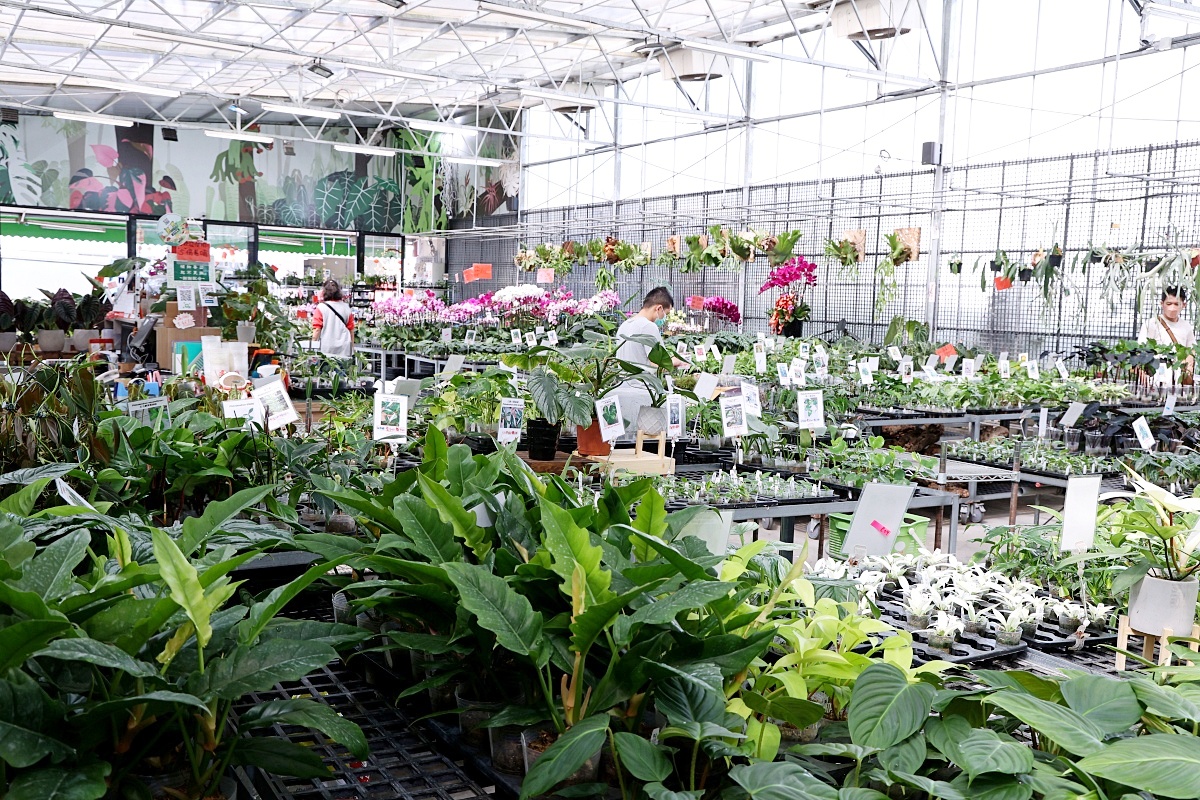 田尾公路花園必逛花店！美琪蘭園有滿滿觀葉植物，雨林植物、空氣鳳梨、鹿角蕨，逛到出不來！