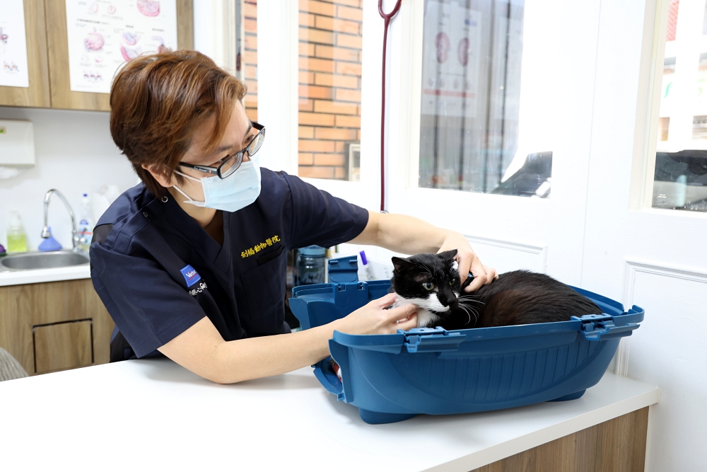 劍橋動物醫院南屯總院 老貓健康檢查記 台中動物醫院推薦