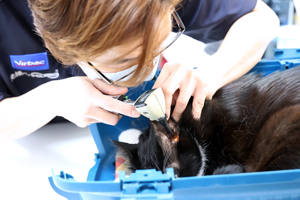 劍橋動物醫院南屯總院 老貓健康檢查記 台中動物醫院推薦