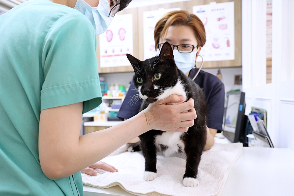 劍橋動物醫院南屯總院 老貓健康檢查記 台中動物醫院推薦