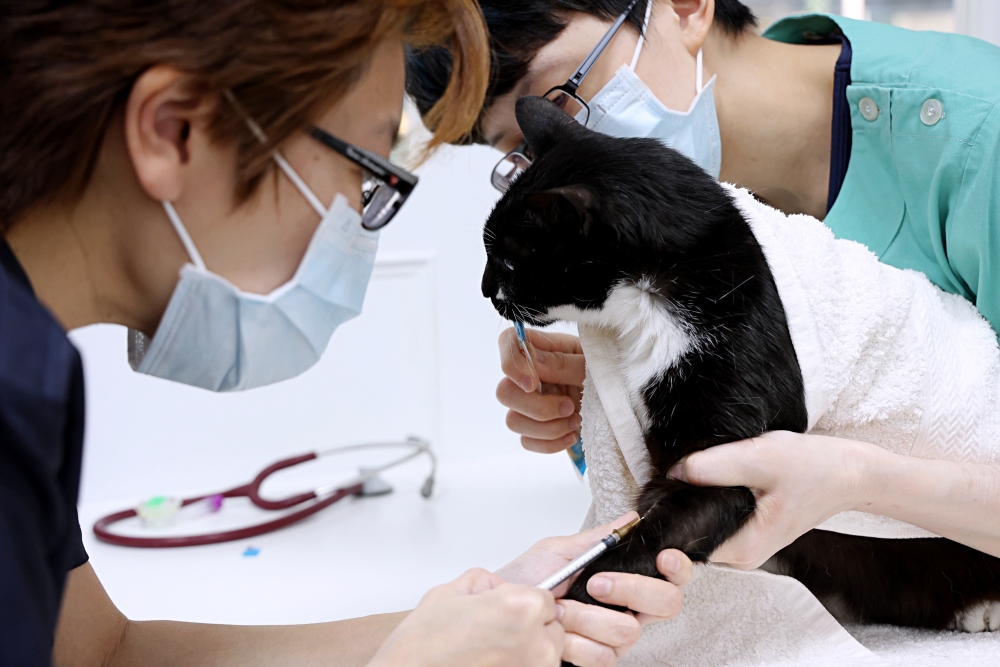 劍橋動物醫院南屯總院 老貓健康檢查記 台中動物醫院推薦