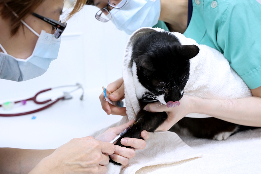 劍橋動物醫院南屯總院 老貓健康檢查記 台中動物醫院推薦