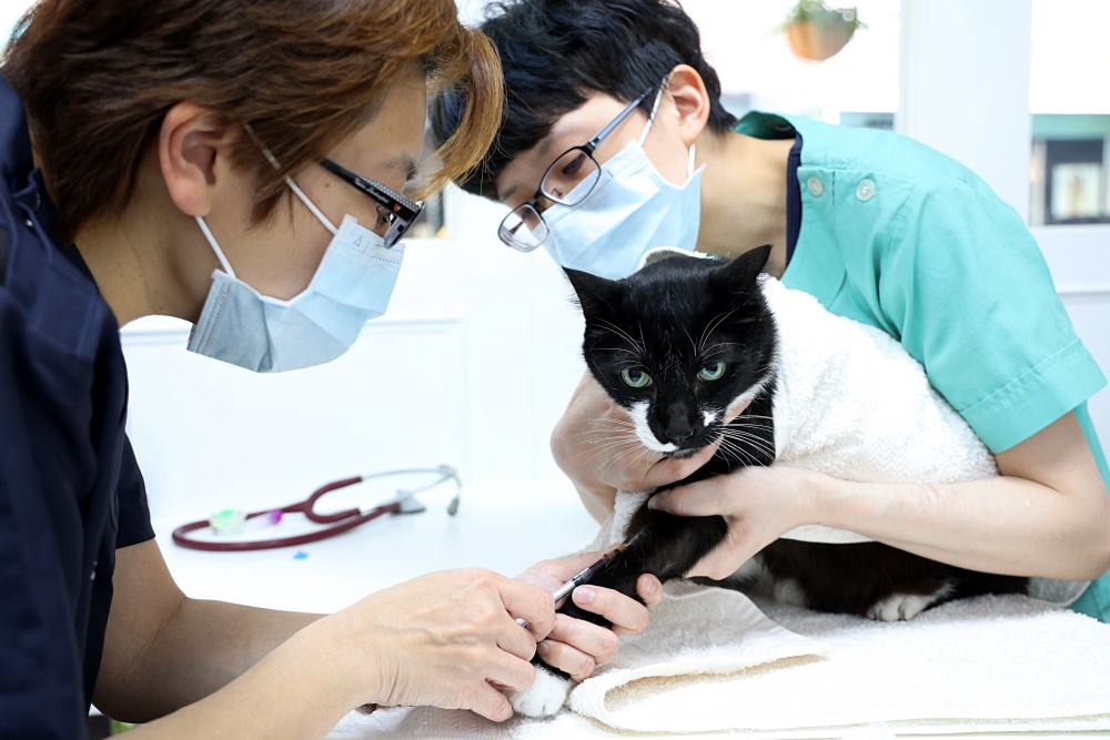 劍橋動物醫院南屯總院 老貓健康檢查記 台中動物醫院推薦