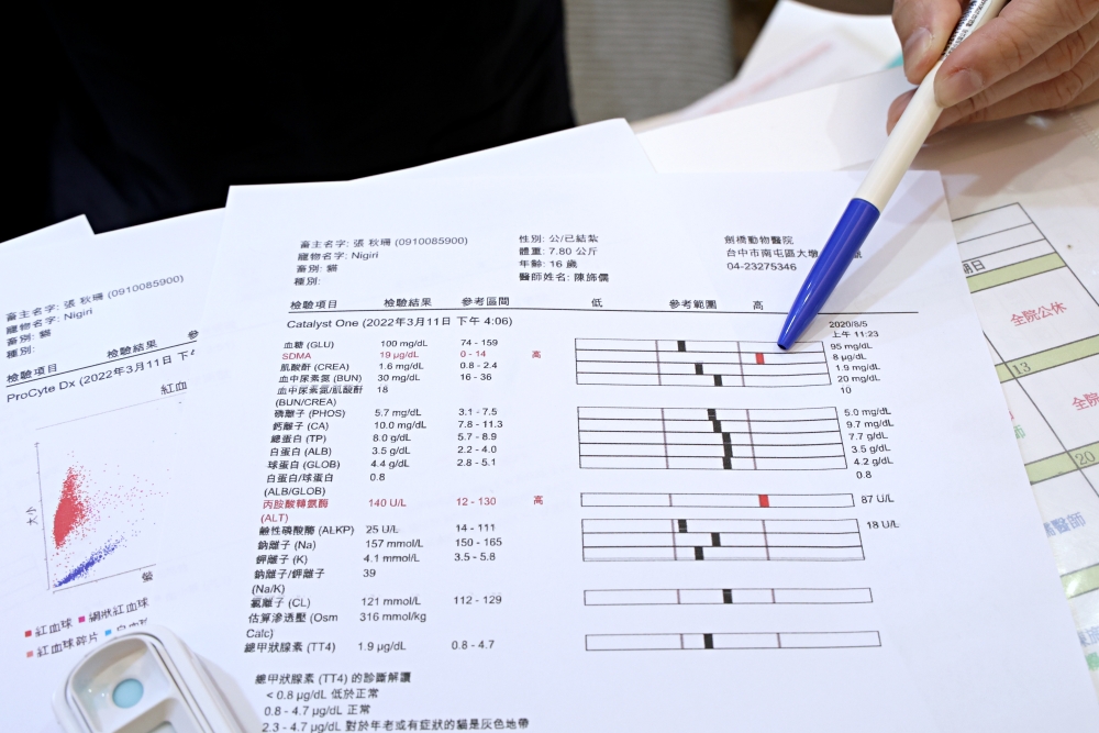 劍橋動物醫院南屯總院 老貓健康檢查記 台中動物醫院推薦