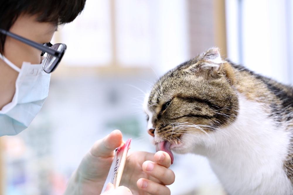 劍橋動物醫院南屯總院 老貓健康檢查記 台中動物醫院推薦