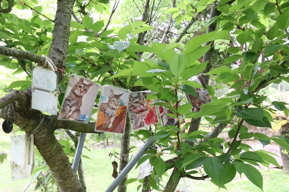 周家花園 森林系寵物安樂園 為生命畫下美麗句點