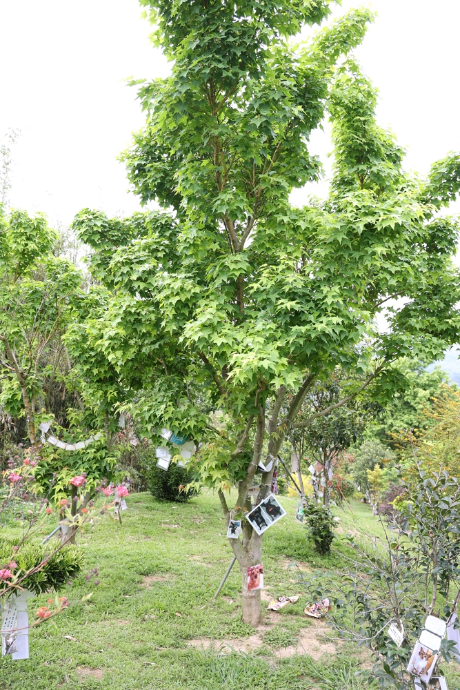 周家花園 森林系寵物安樂園 為生命畫下美麗句點