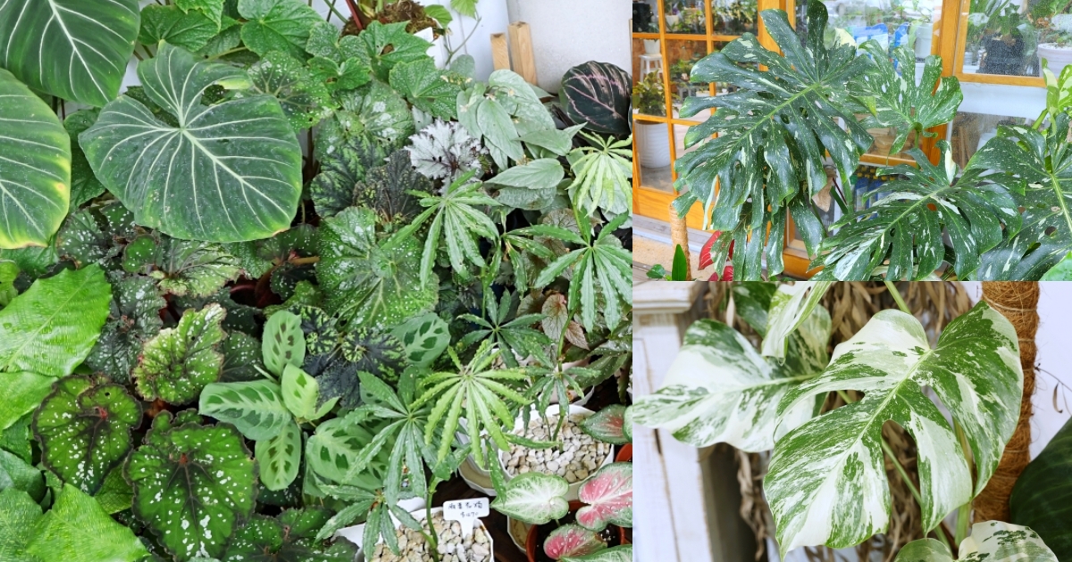 植間森林 | 柳川畔的觀葉植物店，台中雨林植物 彩芋葉大集合，近第五市場