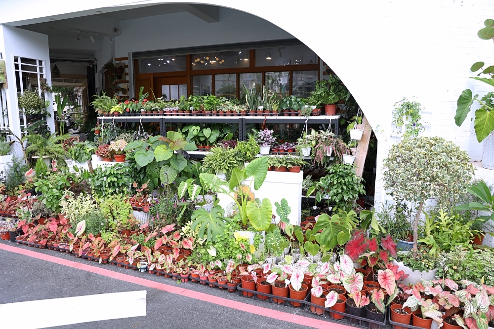 植間森林 | 柳川畔的觀葉植物店，台中雨林植物 彩芋葉大集合，近第五市場