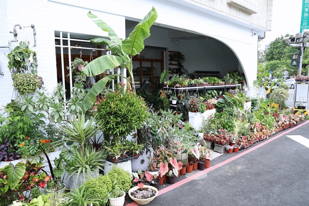 植間森林 | 柳川畔的觀葉植物店，台中雨林植物 彩芋葉大集合，近第五市場