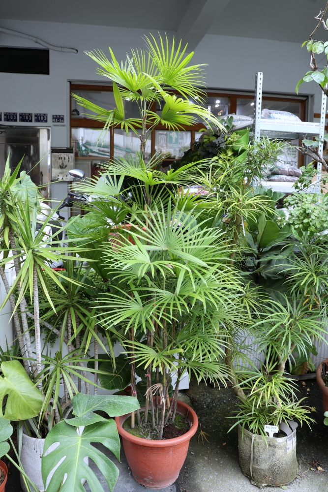 植間森林 | 柳川畔的觀葉植物店，台中雨林植物 彩芋葉大集合，近第五市場