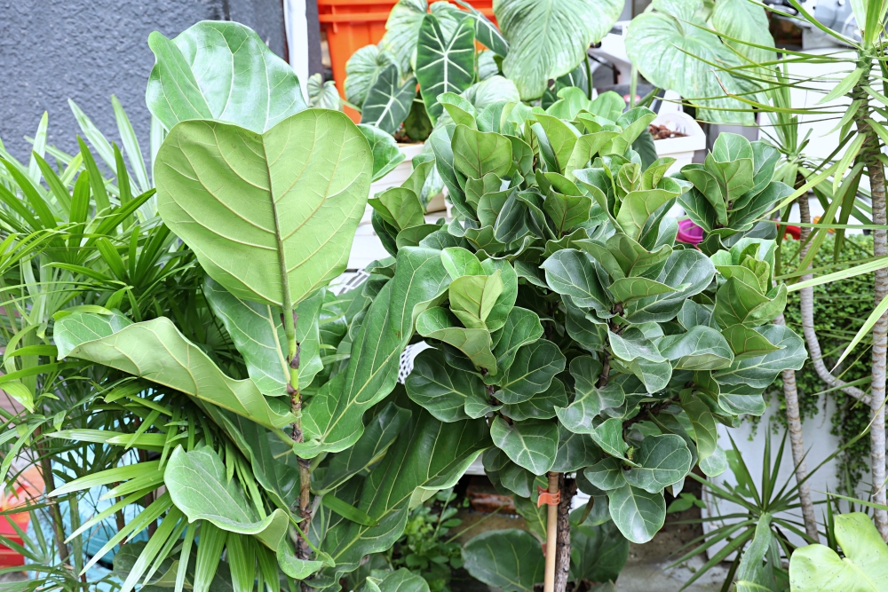 植間森林 | 柳川畔的觀葉植物店，台中雨林植物 彩芋葉大集合，近第五市場