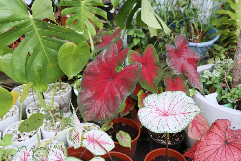 植間森林 | 柳川畔的觀葉植物店，台中雨林植物 彩芋葉大集合，近第五市場