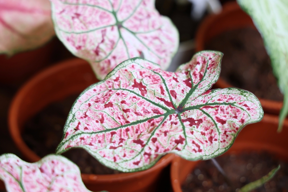 植間森林 | 柳川畔的觀葉植物店，台中雨林植物 彩芋葉大集合，近第五市場