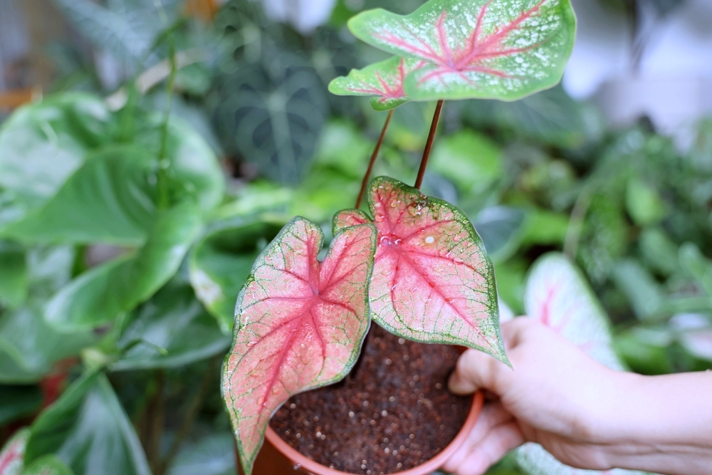 植間森林 | 柳川畔的觀葉植物店，台中雨林植物 彩芋葉大集合，近第五市場