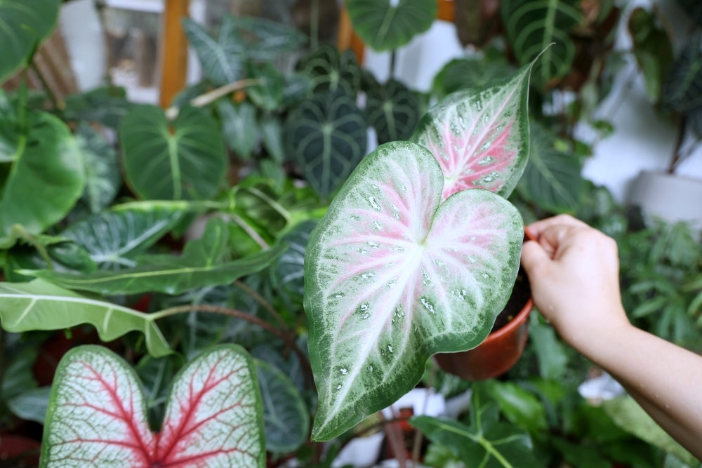 植間森林 | 柳川畔的觀葉植物店，台中雨林植物 彩芋葉大集合，近第五市場