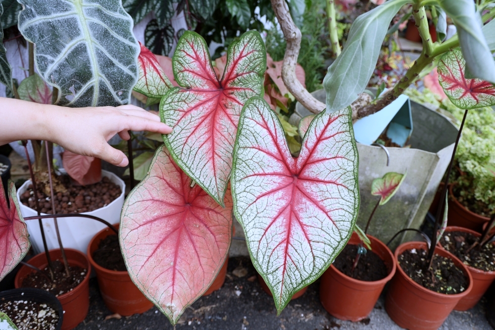 植間森林 | 柳川畔的觀葉植物店，台中雨林植物 彩芋葉大集合，近第五市場