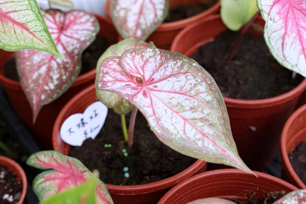 植間森林 | 柳川畔的觀葉植物店，台中雨林植物 彩芋葉大集合，近第五市場