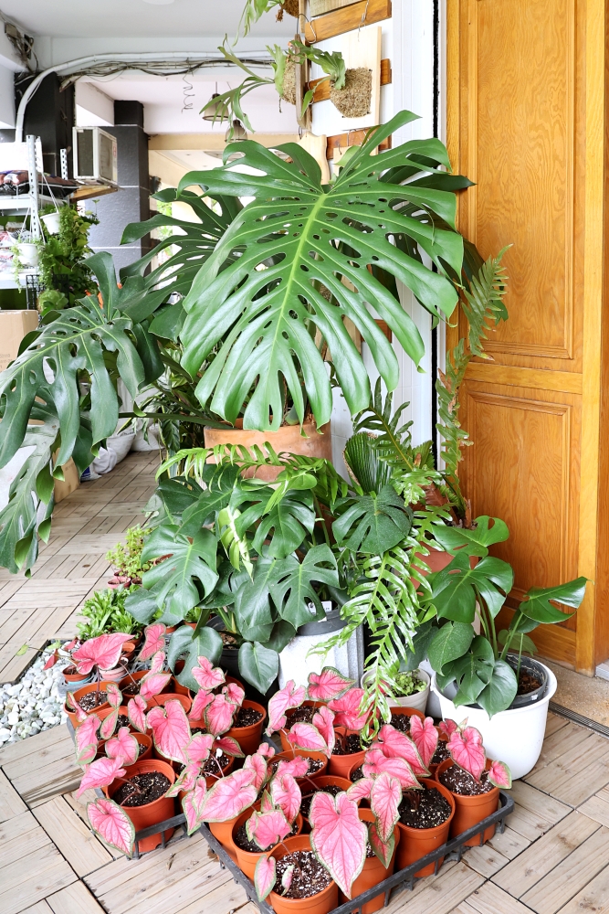 植間森林 | 柳川畔的觀葉植物店，台中雨林植物 彩芋葉大集合，近第五市場