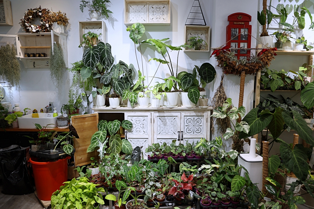 植間森林 | 柳川畔的觀葉植物店，台中雨林植物 彩芋葉大集合，近第五市場