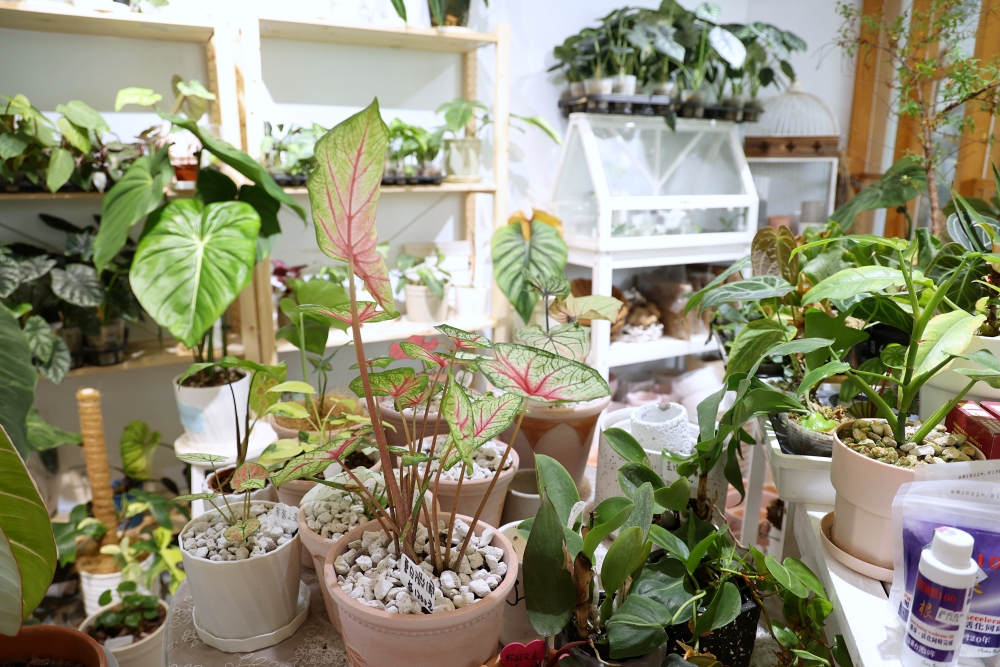 植間森林 | 柳川畔的觀葉植物店，台中雨林植物 彩芋葉大集合，近第五市場