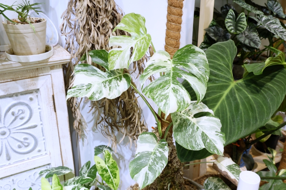 植間森林 | 柳川畔的觀葉植物店，台中雨林植物 彩芋葉大集合，近第五市場